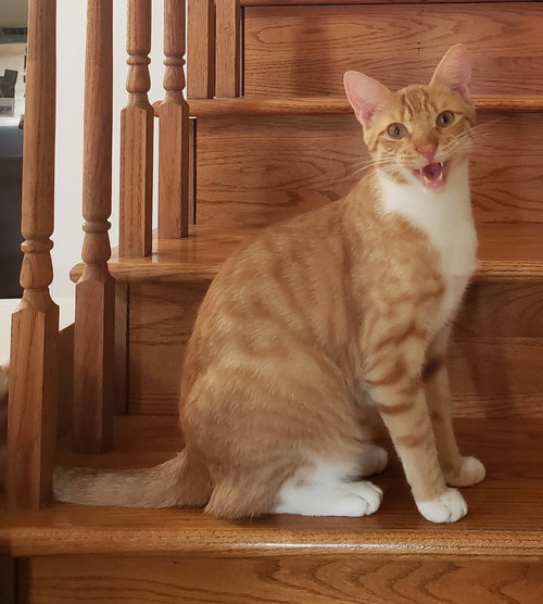 Jasper, a cat for adoption from Revelation Gardens