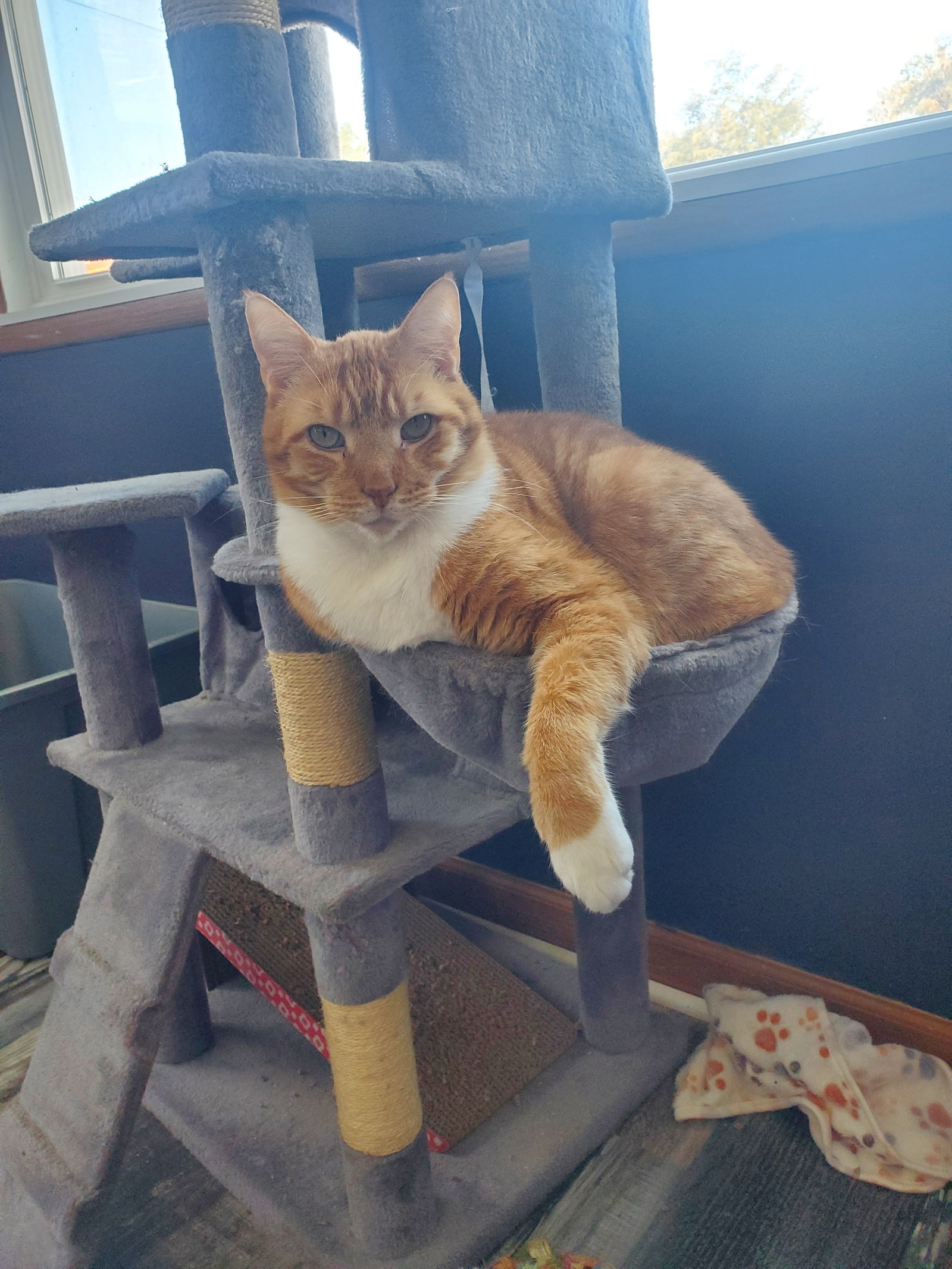 Jasper, photo 2
