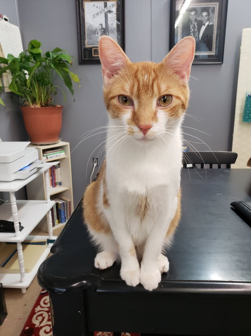 Joseph, a cat for adoption from Revelation Gardens