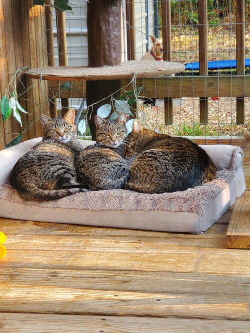 Photo 2 of Little Snow - Bonded Family