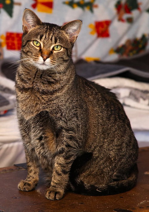 Roo - Bonded Family, a cat for adoption from Revelation Gardens