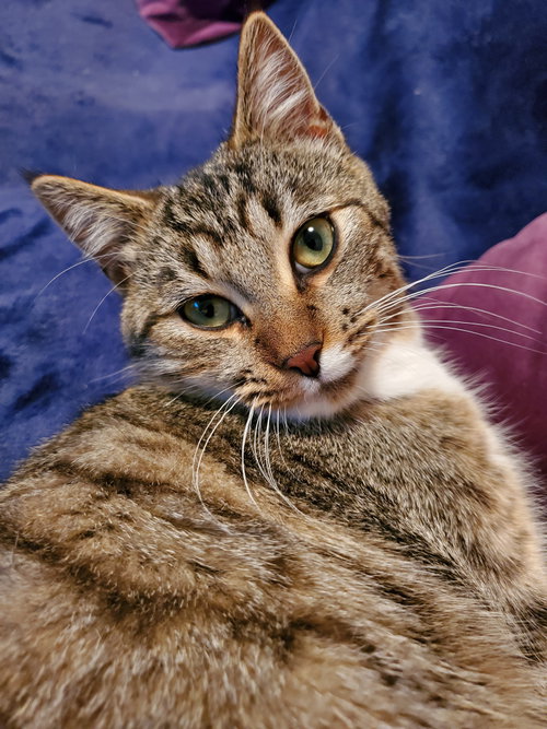 Max - Bonded with Milo, a cat for adoption from Revelation Gardens