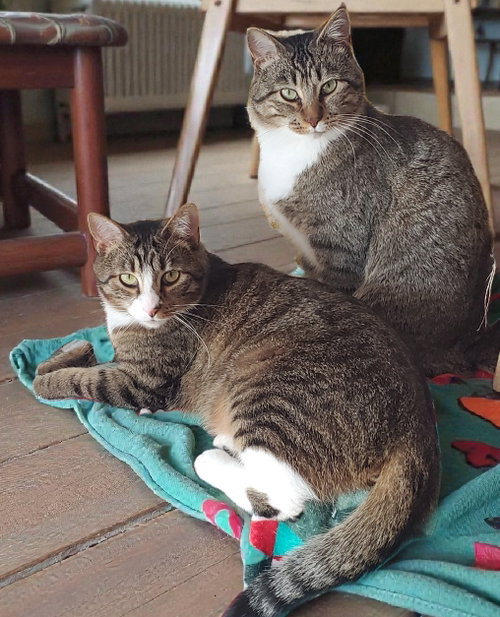 Photo 2 of Max - Bonded with Milo