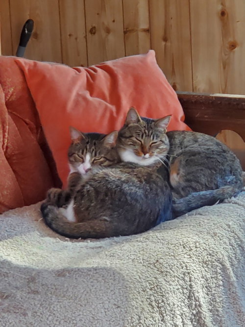 Photo 3 of Max - Bonded with Milo