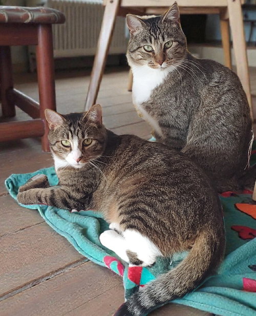Photo 2 of Milo - Bonded with Max