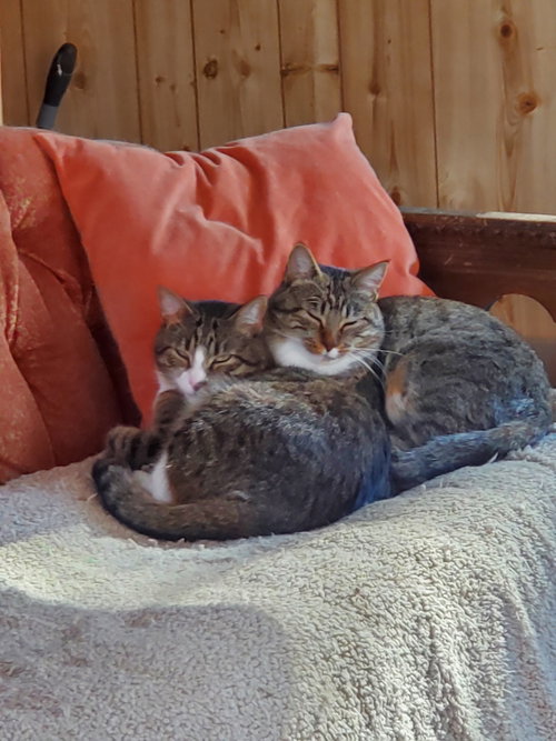Photo 3 of Milo - Bonded with Max