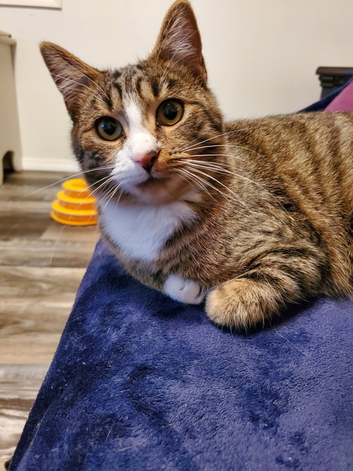 Milo - Bonded with Max, a cat for adoption from Revelation Gardens