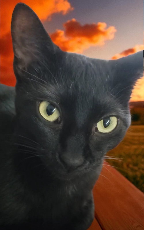 Maya - Bonded with Midnight, a cat for adoption from Revelation Gardens