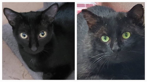 Photo 2 of Maya - Bonded with Midnight