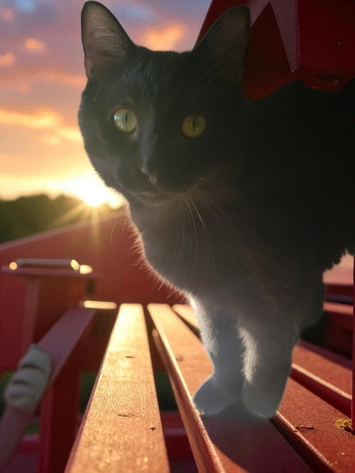 Midnight - Bonded with Maya, a cat for adoption from Revelation Gardens