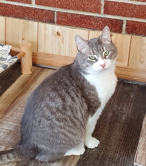 Monte, a cat for adoption from Revelation Gardens