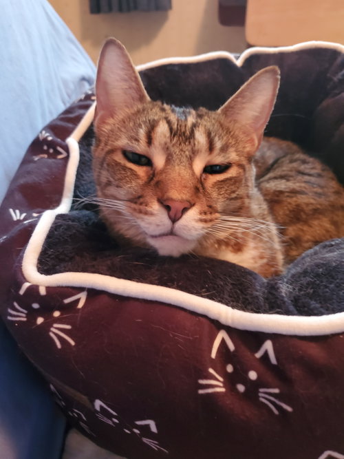 Nemo, a cat for adoption from Revelation Gardens