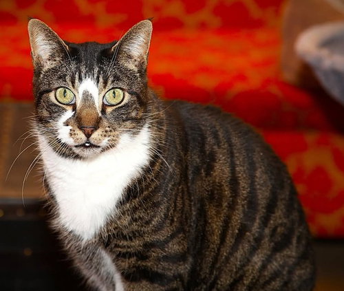 Northstar, a cat for adoption from Revelation Gardens