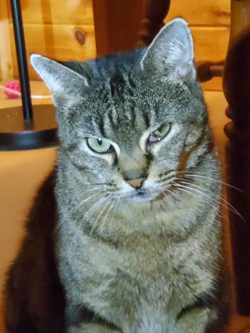 Olive - Bonded with Pickle, a cat for adoption from Revelation Gardens