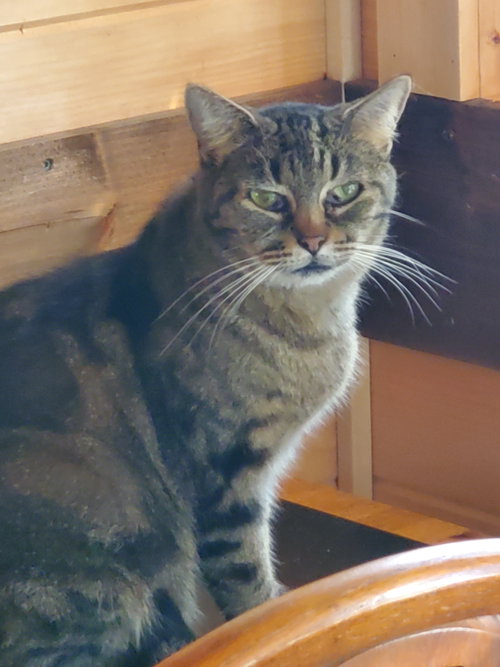 Photo 3 of Pickle