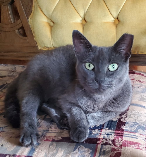 Opal - Bonded with Sterling, a cat for adoption from Revelation Gardens