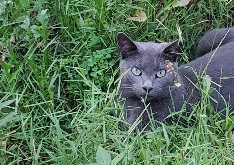 Sterling, photo 3