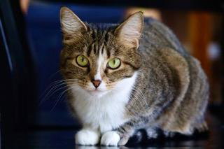 Pepper, Domestic Long Hair