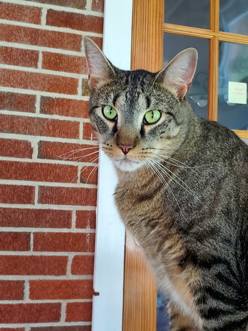 Pez, a cat for adoption from Revelation Gardens