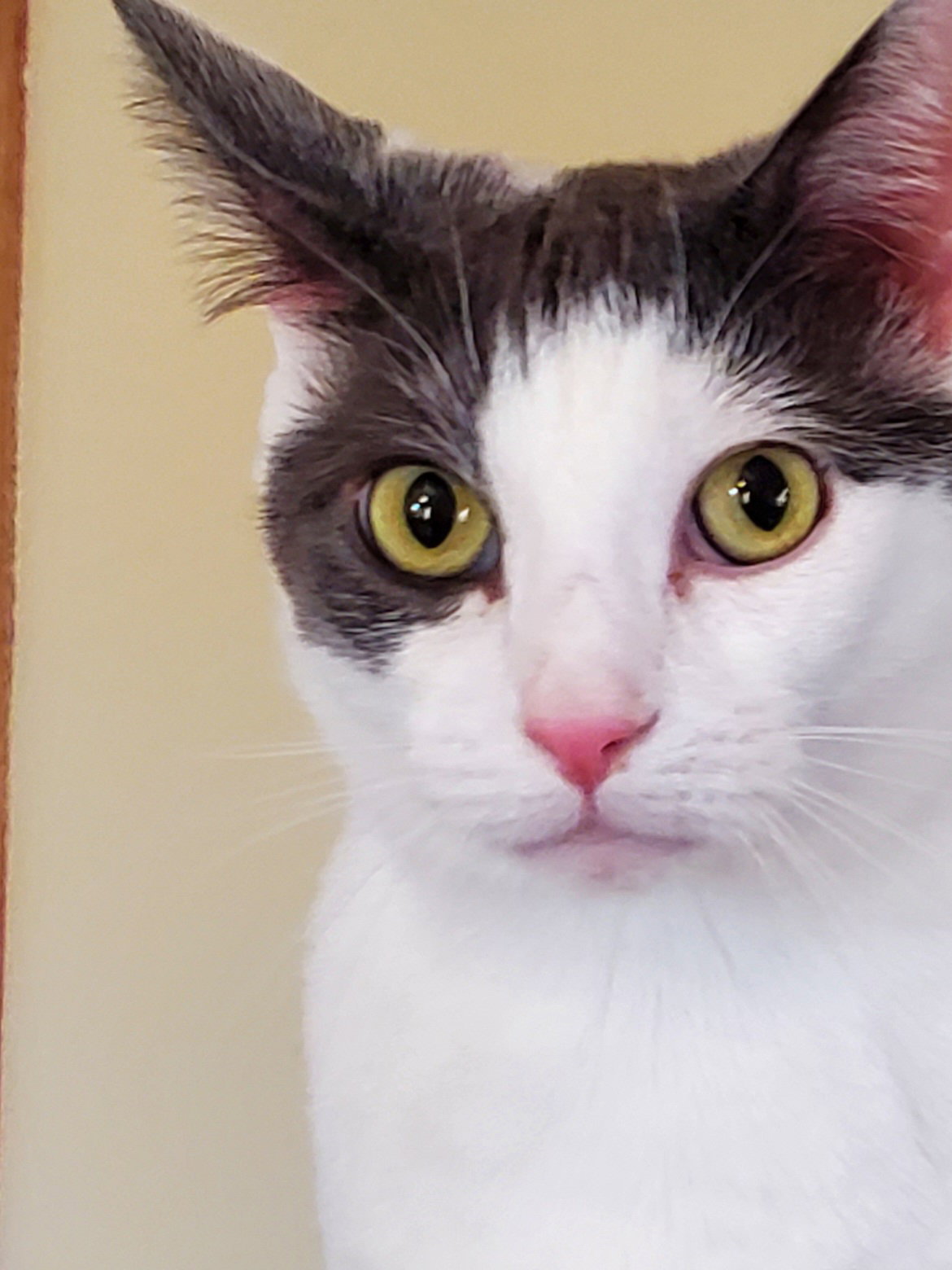 Presley, Domestic Short Hair
