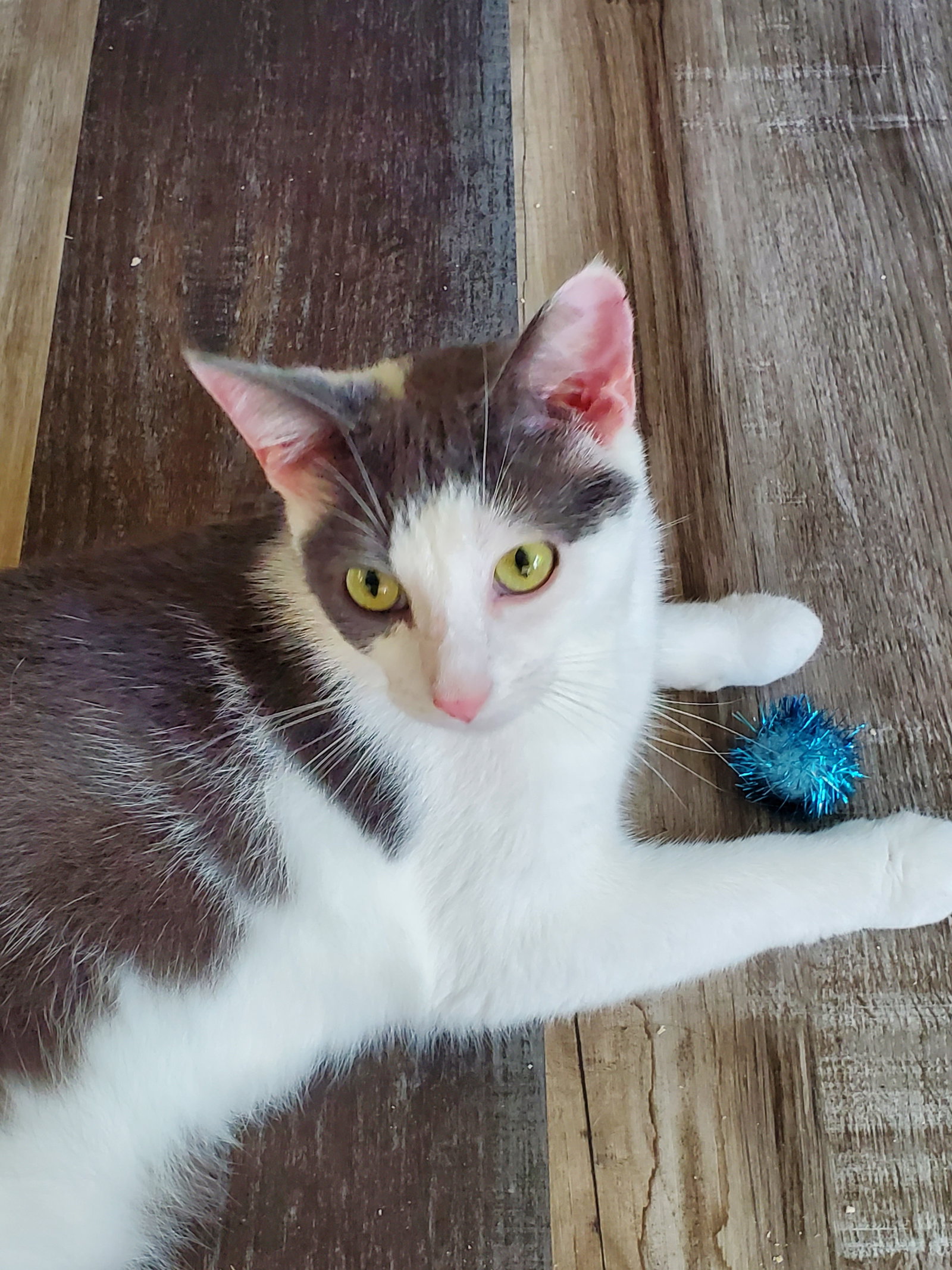 Presley, photo 3