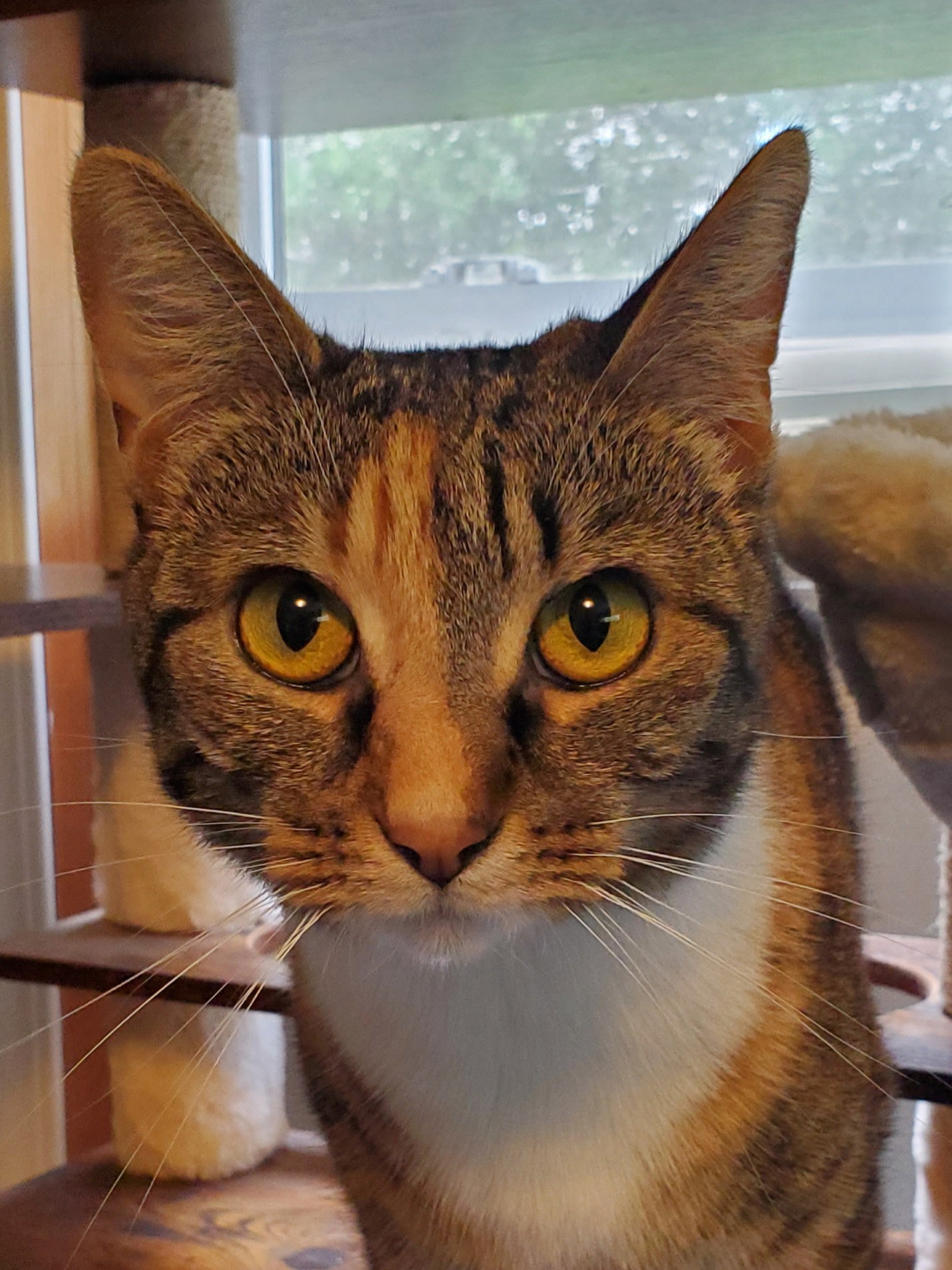 Zarina - Bonded with Zuri, Domestic Short Hair
