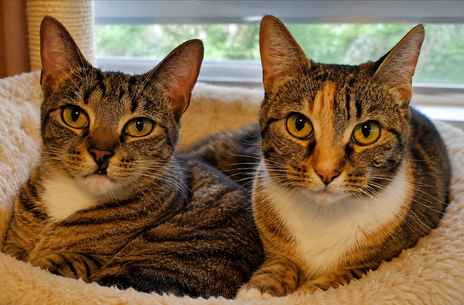 Zarina - Bonded with Zuri, photo 3