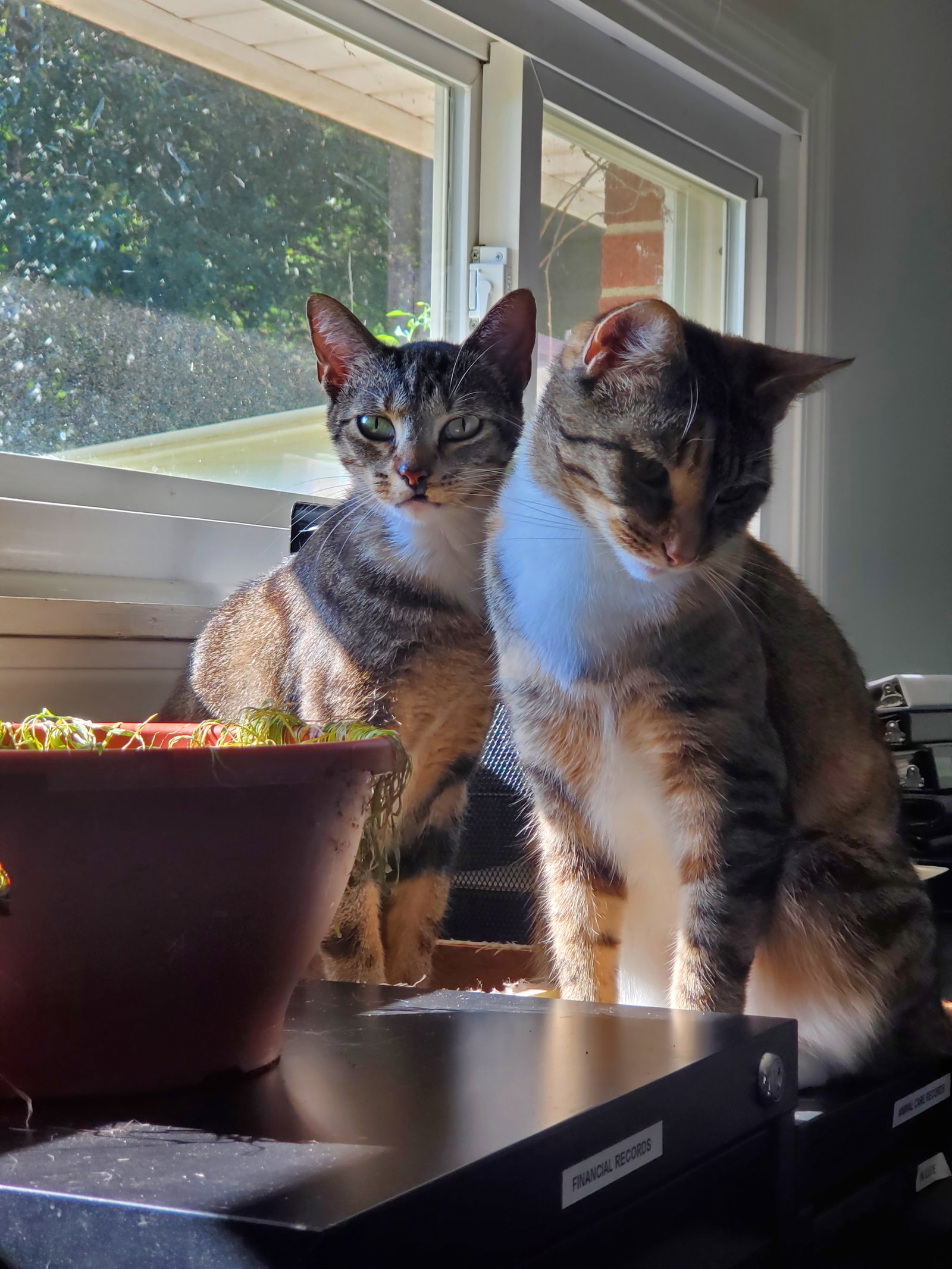 Zarina - Bonded with Zuri, photo 4