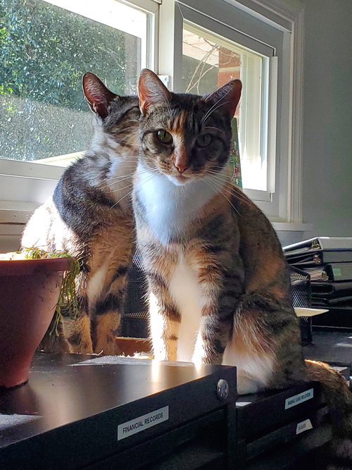 Photo 4 of Zuri - Bonded with Zarina
