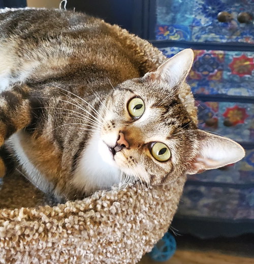 Zuri - Bonded with Zarina, a cat for adoption from Revelation Gardens