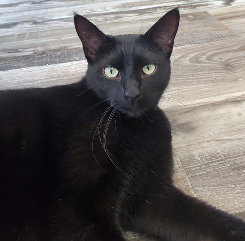Ziggy, a cat for adoption from Revelation Gardens