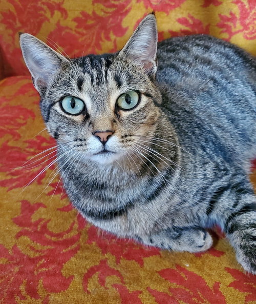 Zena - Bonded with Zenith, a cat for adoption from Revelation Gardens