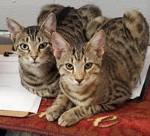 Photo 2 of Zena - Bonded with Zenith