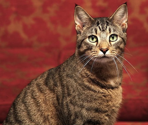 Photo 3 of Zena - Bonded with Zenith