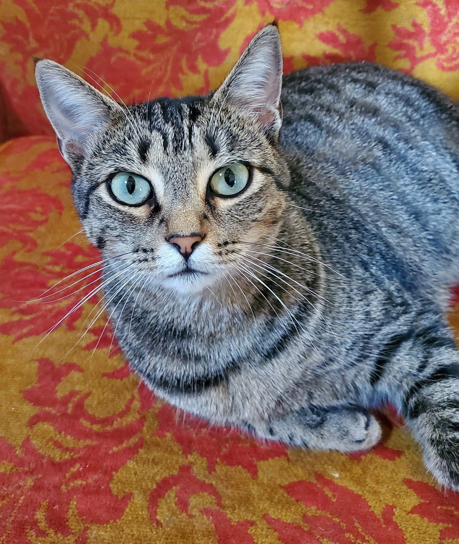 Zenith - Bonded with Zena, photo 3