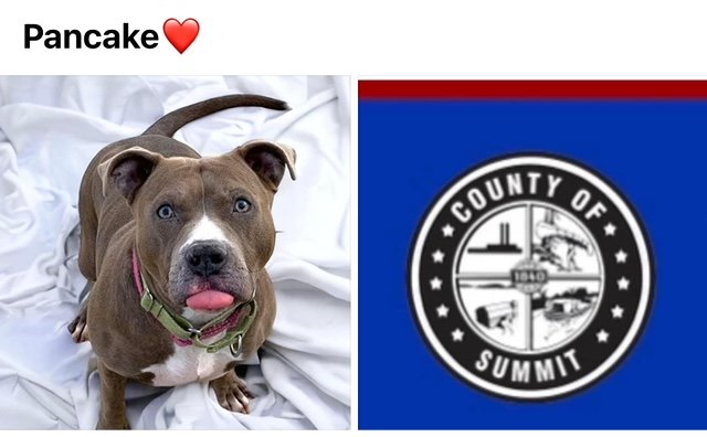 adoptable Dog in Akron, OH named PANCAKE