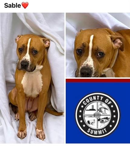 adoptable Dog in Akron, OH named SABLE