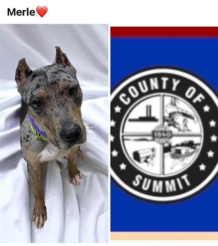 adoptable Dog in Akron, OH named MERLE