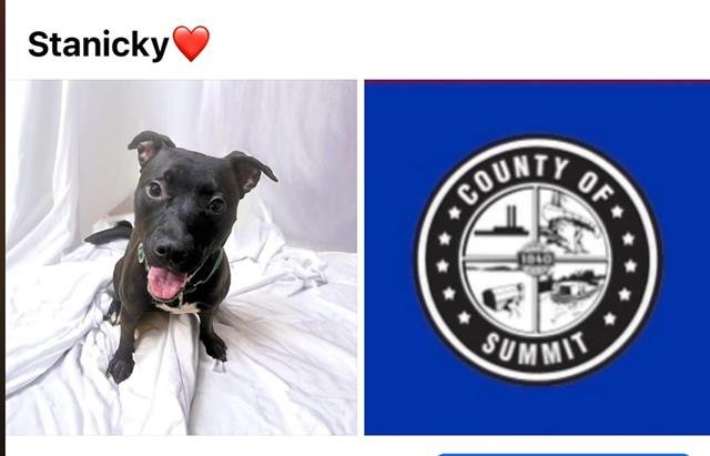 adoptable Dog in Akron, OH named STANICKY