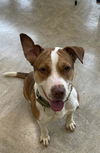 adoptable Dog in  named KECHIA