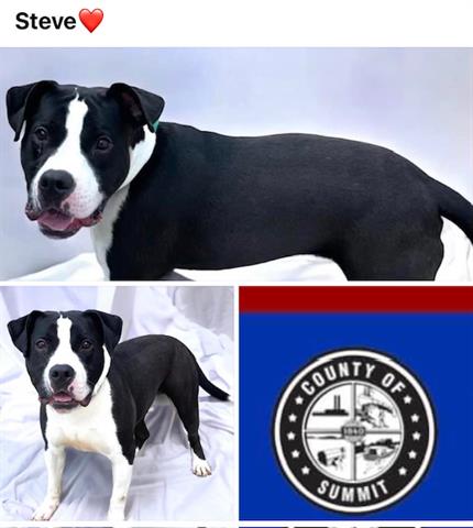 adoptable Dog in Akron, OH named STEVE