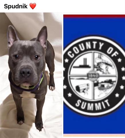 adoptable Dog in Akron, OH named SPUDNICK