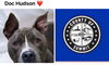 adoptable Dog in , OH named DOC HUDSON