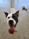 adoptable Dog in  named VAN DAME