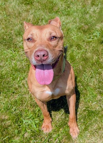 BUTTERCUP - Pit Bull Terrier available for adoption
