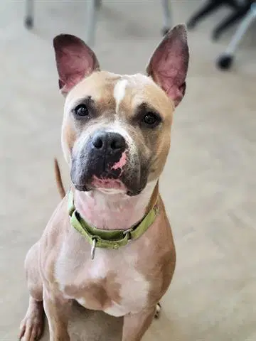 Whitney Wiggles - American Staffordshire Terrier