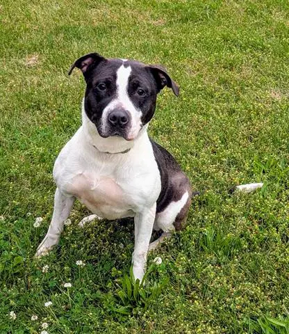 Doris - American Staffordshire Terrier