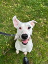 adoptable Dog in Akron, OH named CASPER
