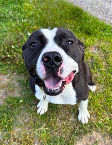 adoptable Dog in Akron, OH named SCRAPPY