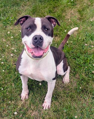 adoptable Dog in Akron, OH named MASE